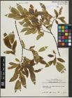 Foto von Salix pentandra L.